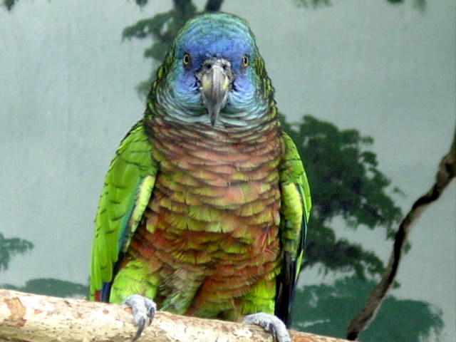 jacquot01-St Lucia Amazon (Amazona versicolor).jpg