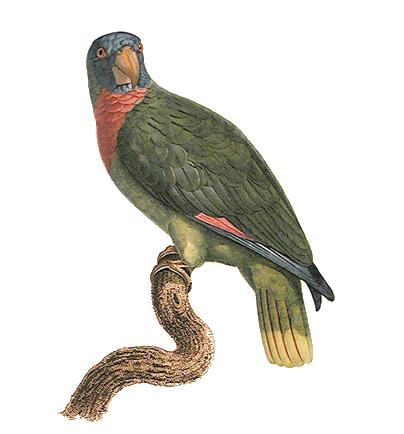 Amazona arausiaca - Barraband-Red-necked Amazon Parrot (Amazona arausiaca).jpg
