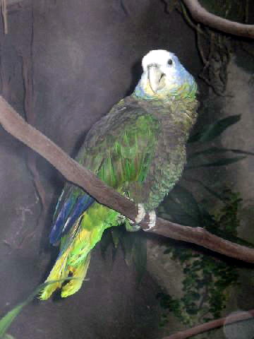 Stavenn Amazona guildingii 01 St Vincent Amazon Parrot (Amazona guildingii).jpg