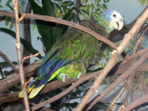 BxZ Amazona guildingii 00-St Vincent Amazon Parrot (Amazona guildingii).jpg