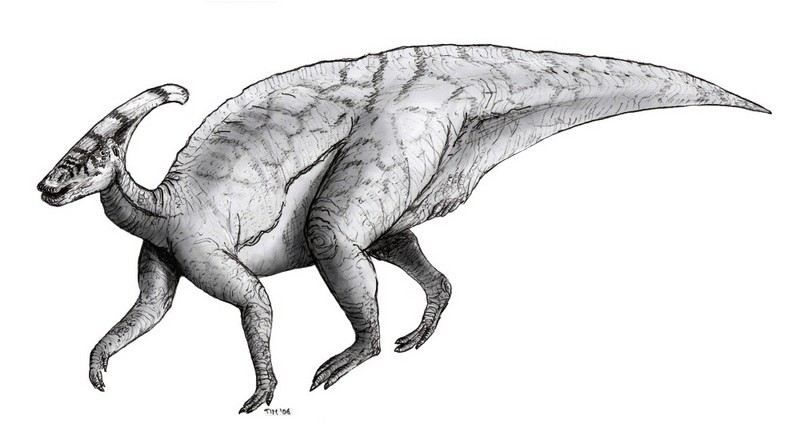 Sketch parasaurolophus-Parasaurolophus walkeri.jpg
