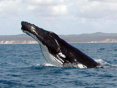 Humpback Whale (Megaptera novaeangliae) 혹등고래.jpg