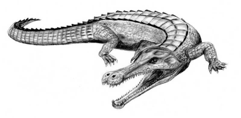 Sarcosuchus BW-SuperCroc.jpg