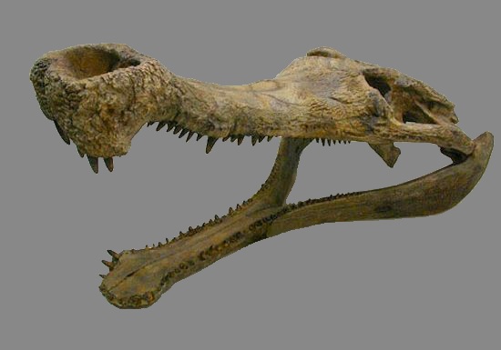 Sarcosuchus skull fossil.jpg