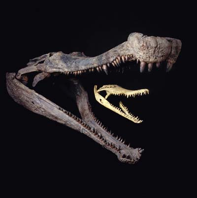 Skulls of SuperCroc, Sarcosuchus imperator and modern crcodile.jpg