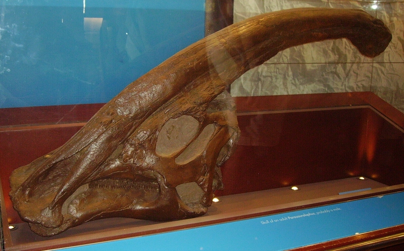 Parasaurolophus skull NHM.jpg