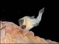 Anglerfish (Photocorynus spiniceps) male.jpg