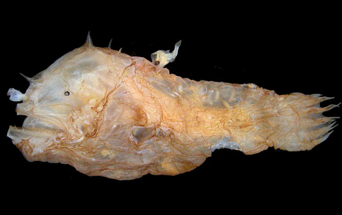 Anglerfish (Photocorynus spiniceps) female and male.jpg