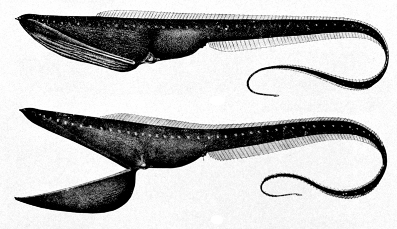 Pelican Eel, Eurypharynx pelecanoides-Umbrellamouth Gulper Eel.jpg