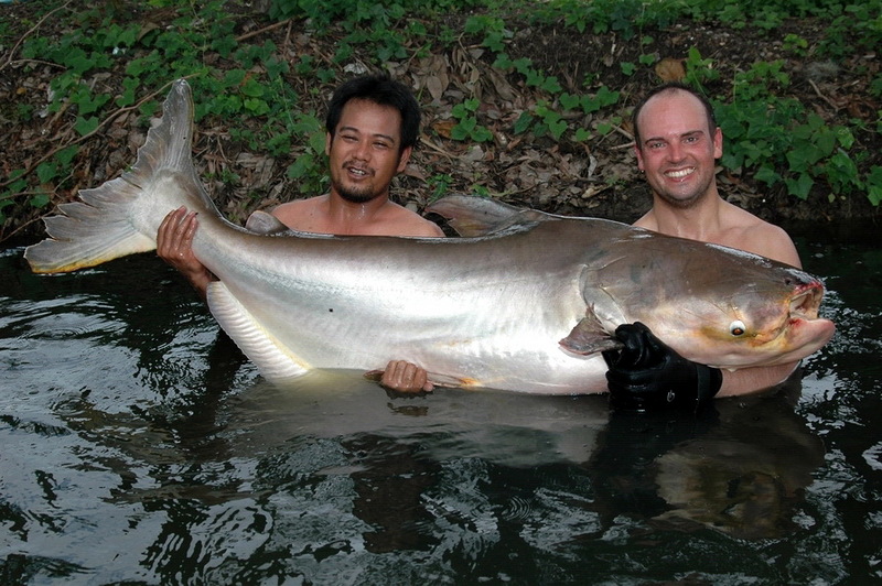 Giant Mekong catfish (Pangasius gigas).jpg