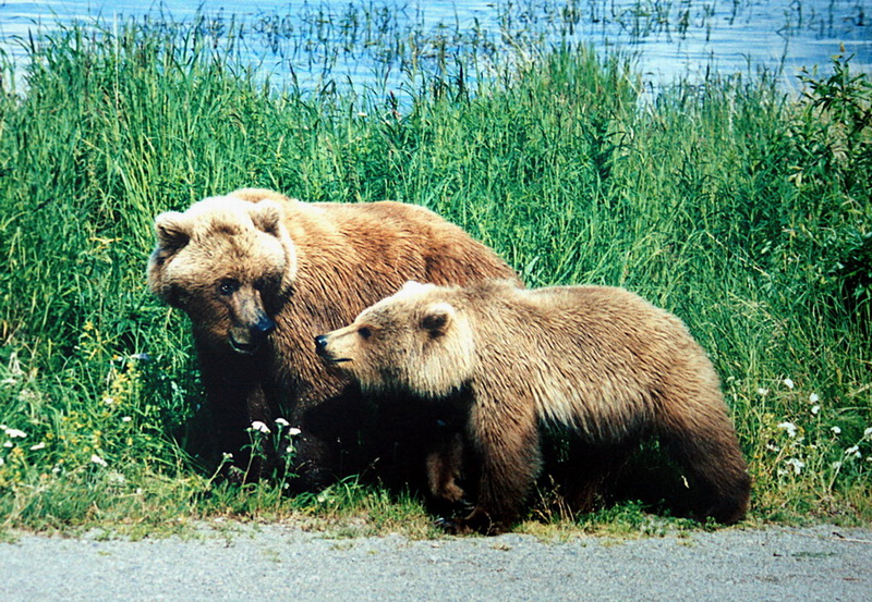 A mother and a cub bears-Grizzly Bear (Ursus arctos horribilis).jpg