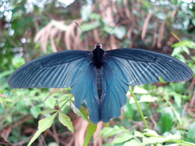P5012610 Papilio memnon agenor, Great Mormon Butterfly.jpg