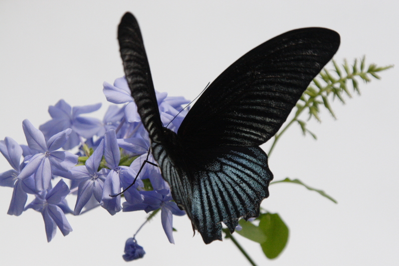 Great Mormon male-Papilio memnon.jpg