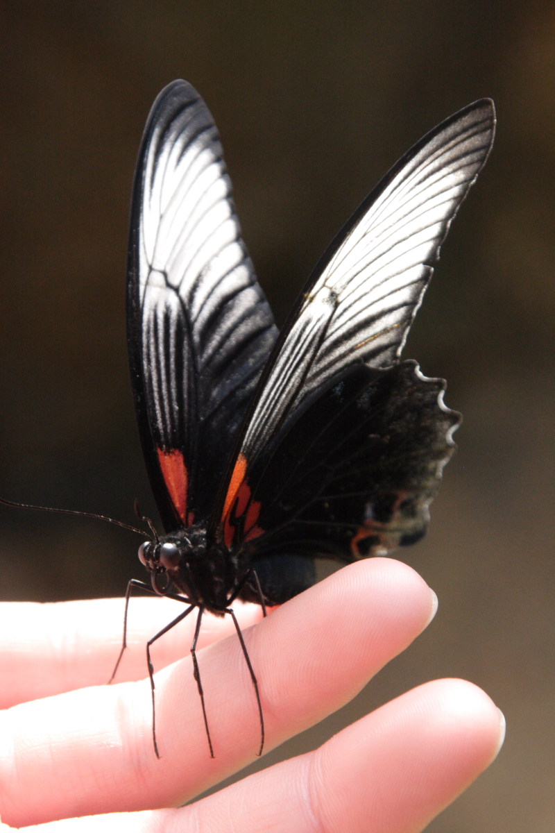 Great Mormon female-Papilio memnon.jpg