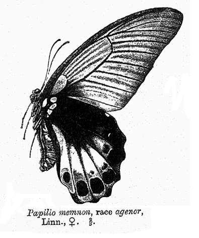 Great Mormon (Papilio memnon agenor).jpg