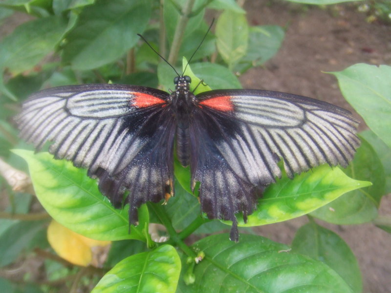 Great Mormon(Papilio memnon).jpg