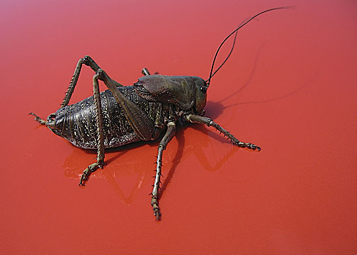 IMG 0452-Mormon Cricket (Anabrus simplex).jpg