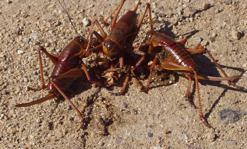 Mormon cricket(Anabrus simplex) cannibals.jpg