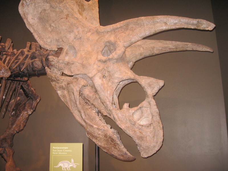 Pentaceratops skull Samnoble.jpg