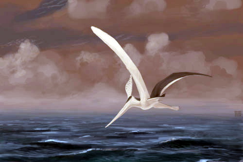 Pteranodon-sternbergi jconway.jpg