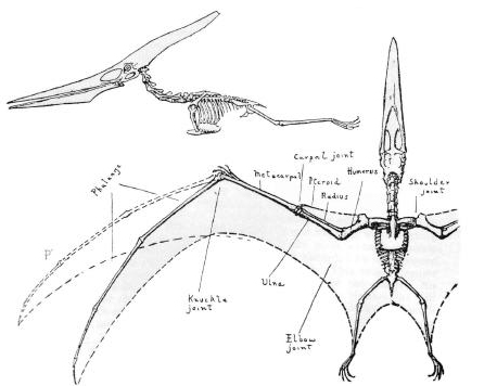 Pteronodon2 Pteranodon longiceps.jpg