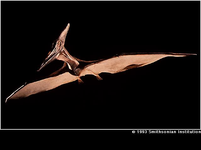 Flying Dino-Pteranodon.jpg