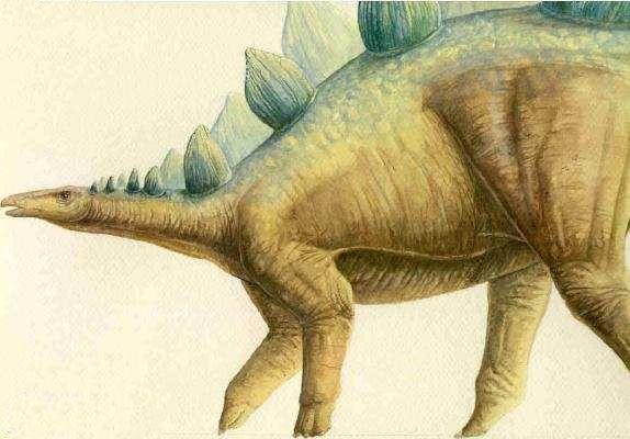stegosaurus-dh.jpg
