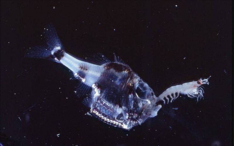 Messina Straits Argyropelecus hemigymnus-half-naked hatchetfish, silver hatchetfish or spurred hatchetfish, Argyropelecus hemigymnus.jpg