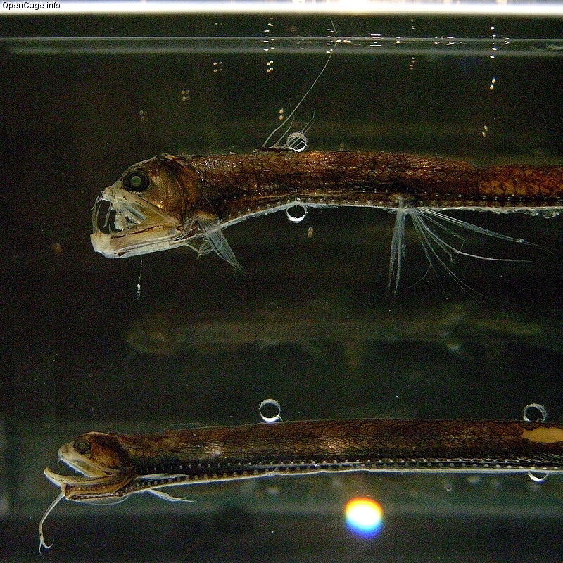 Chauliodus sloani (Enoshima)-Sloane\'s Viperfish (Chauliodus sloani).jpg