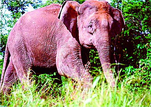 Borneo-elephant-PLoS Biology-The Borneo pygmy elephant Elephas maximus borneensis.jpg