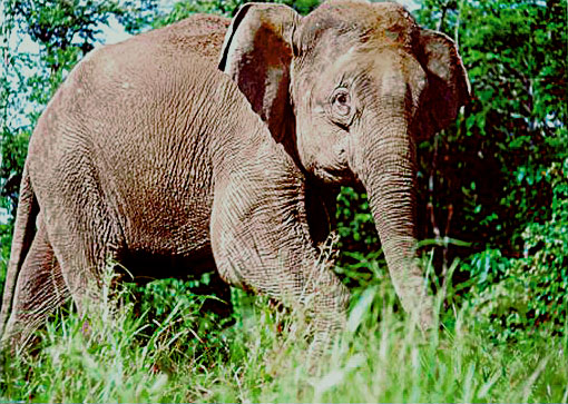Borneo-elephant-PLoS Biology Borneo pygmy elephant Elephas maximus borneensis.jpg