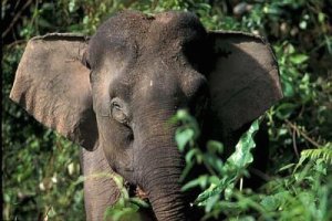 Borneo Pygmy Elephant, Elephas maximus borneensis.jpg