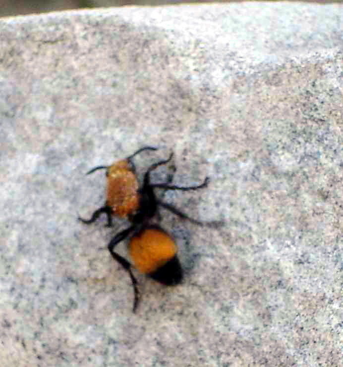 Velvet ant-Mutillidae.jpg