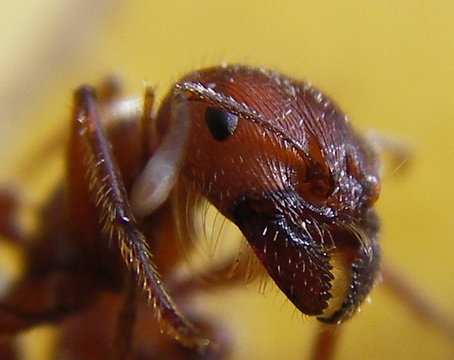 Red Harvester Ant (Pogonomyrmex barbatus).jpg