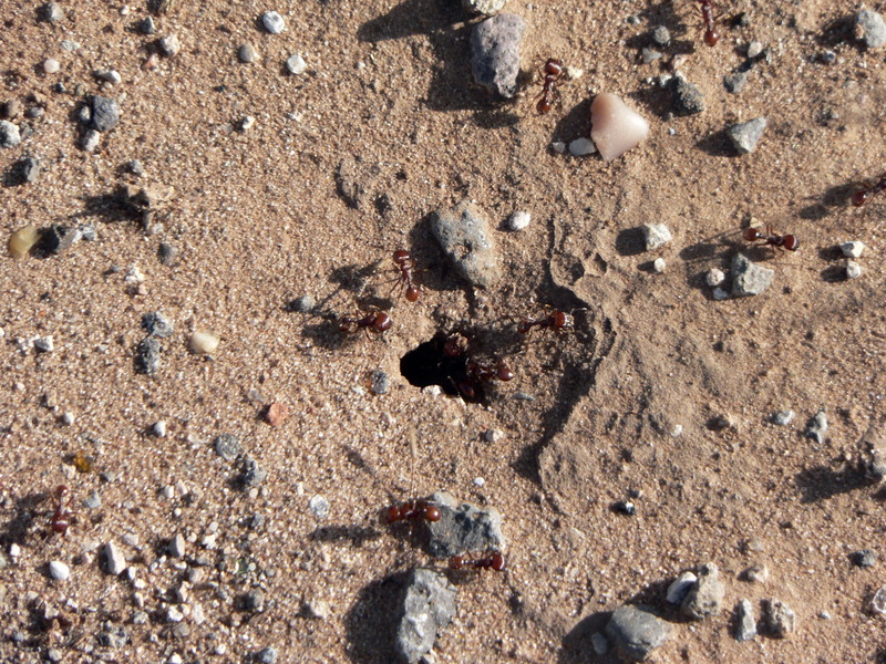 Red Harvester Ants (Pogonomyrmex barbatus) hole.jpg