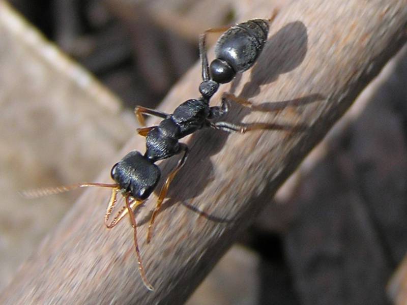 Jack Jumper Ant (Myrmecia pilosula).jpg