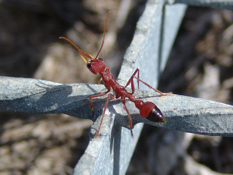 Red Bull Ant (Myrmecia gulosa).jpg