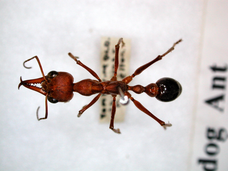 Bulldogant fg1 Bulldog Ant (Myrmecia brevinoda).jpg