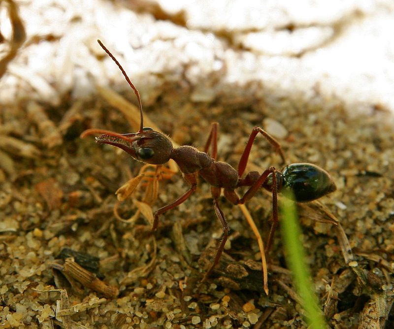 Australian bullant02-Bulldog Ant (Myrmecia sp).jpg