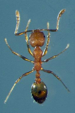 Faraon ant-Pharaoh Ant (Monomorium pharaonis).jpg