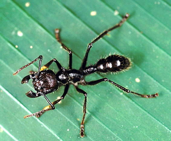 Bullet Ant (Paraponera clavata).jpg