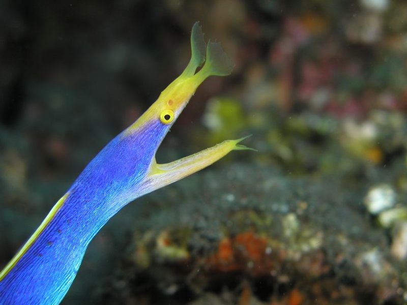 Rhinomuraena quaesita closeup-ribbon eel.jpg