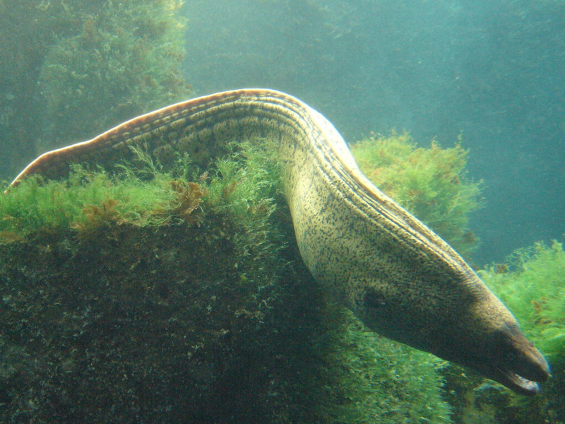 Muraena helena.2 - Aquarium Finisterrae-Mediterranean Moray Eel (Muraena helena).jpg