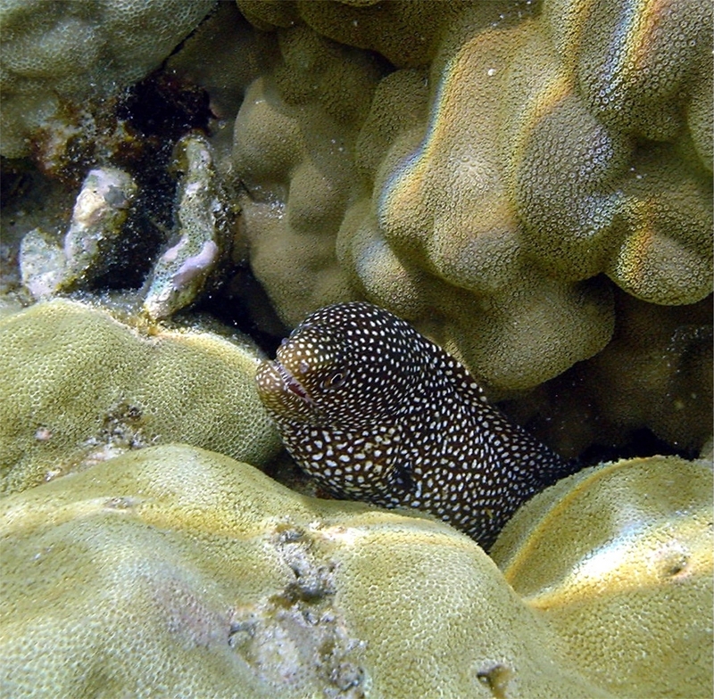 Moray eel kona-Goldentail Moray eel (Gymnothorax miliaris).jpg