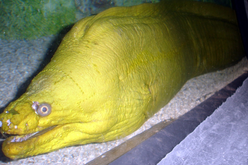 GreenMorayEel-Green moray eel, Gymnothorax funebris.jpg