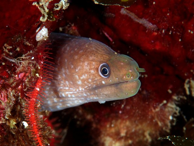 BacalladoUBya-Moray Eel (Gymnothorax bacalladoi).jpg