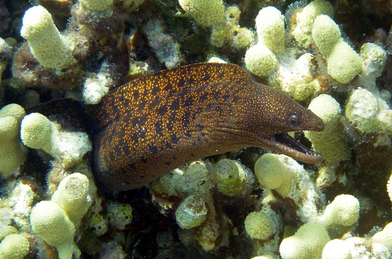 Abbott\'s Moray Eel (Gymnothorax eurostus).jpg