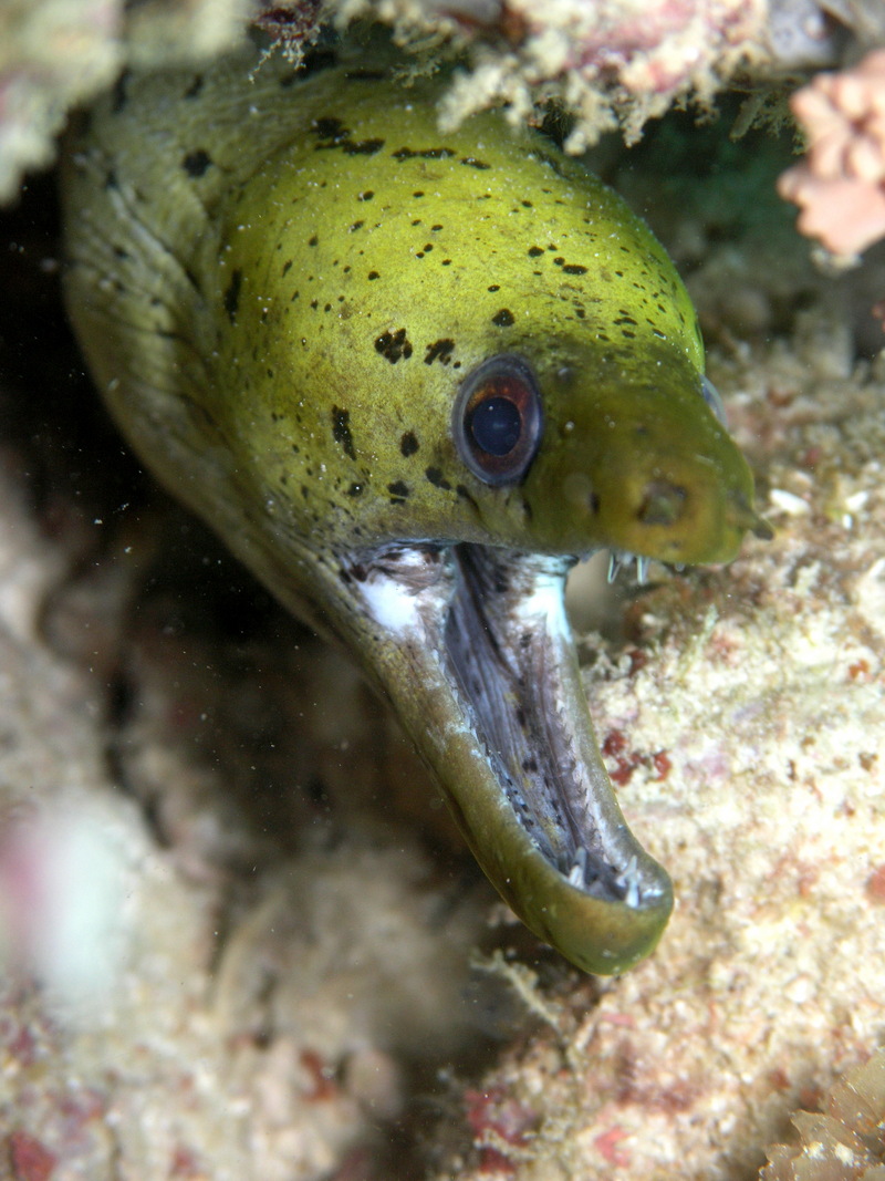 Fimbriated Moray Eel (Gymnothorax fimbriatus).jpg