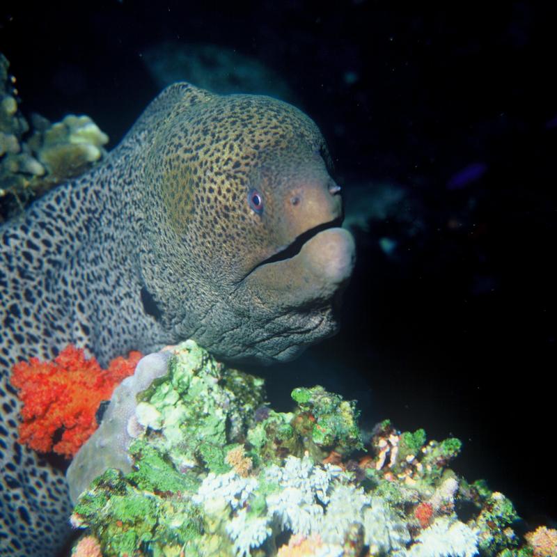 G javanicus3 Giant Moray Eel (Gymnothorax javanicus).jpg