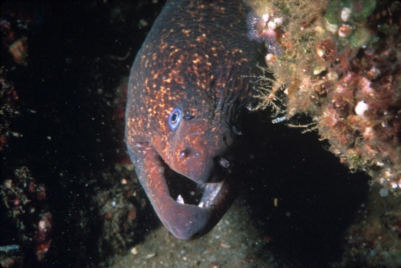 Morayeel 300-California Moray Eel (Gymnothorax mordax).jpg